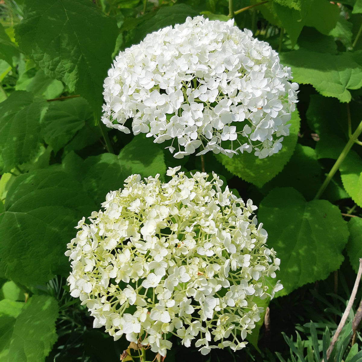 Hortensia 'Strong Annabelle' - Hortensia - Bakker