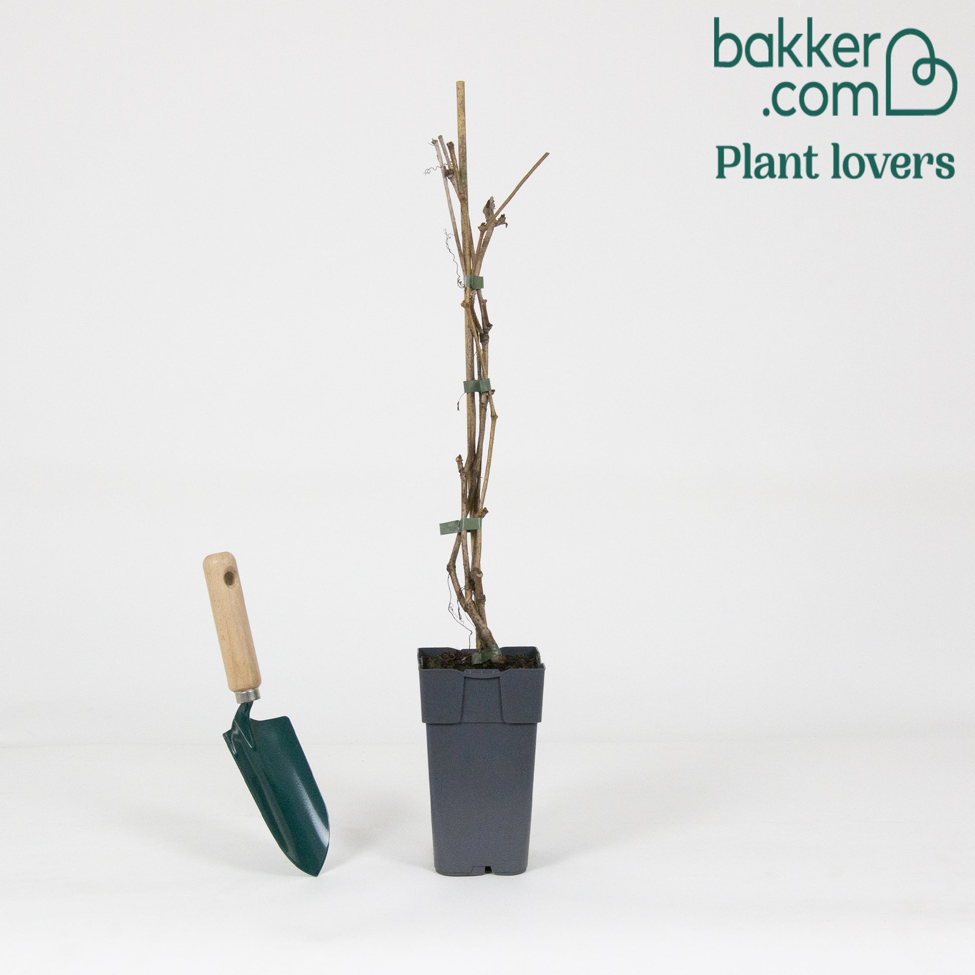 Bakker - Vigne vierge d'Engelmann - Parthenocissus quinquefolia 'engelmannii'