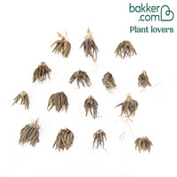 Bakker - 15 Renoncules à fleurs doubles Peony Blend en mélange - Ranunculus asiaticus 'peony blend'