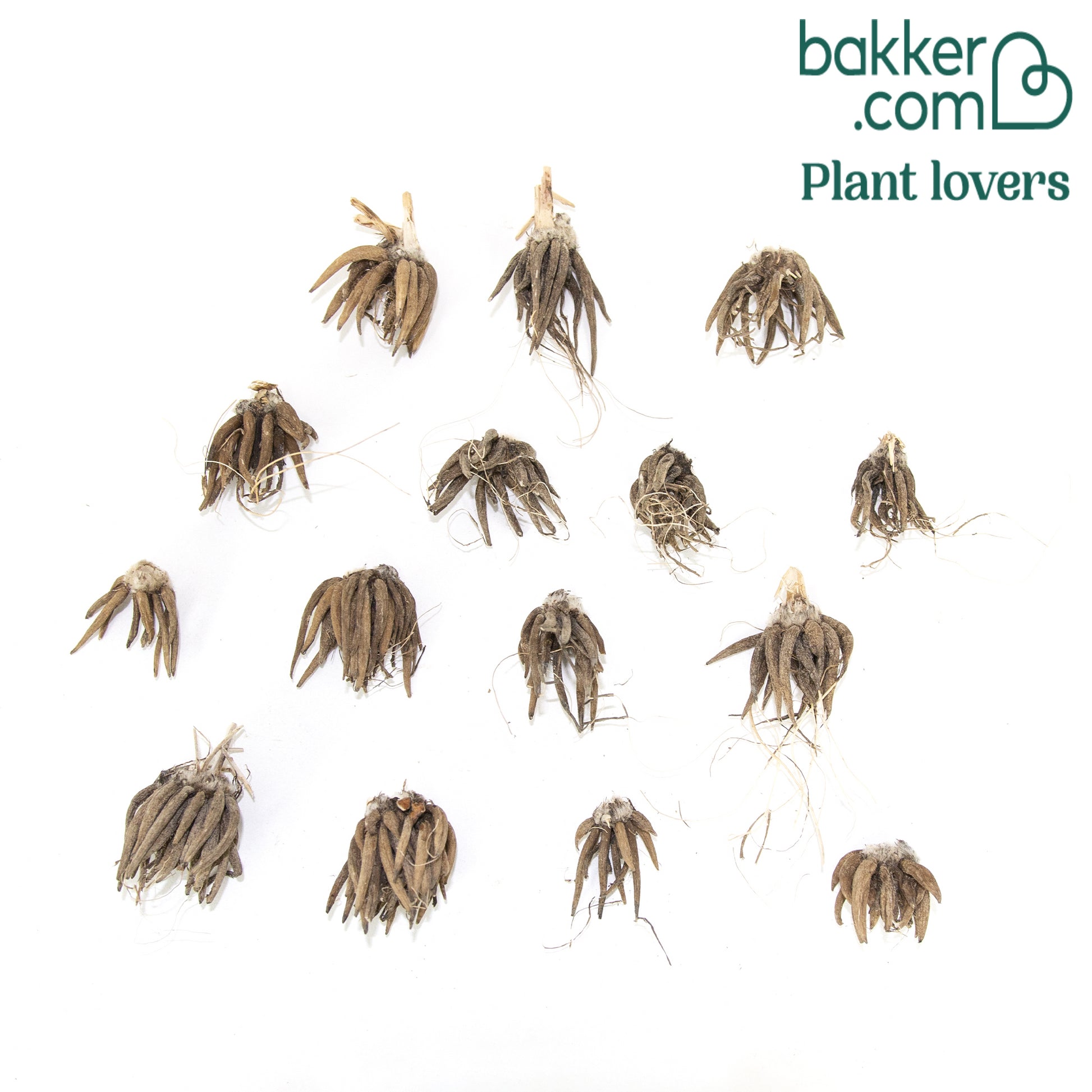 Bakker - 15 Renoncules à fleurs doubles Peony Blend en mélange - Ranunculus asiaticus 'peony blend'