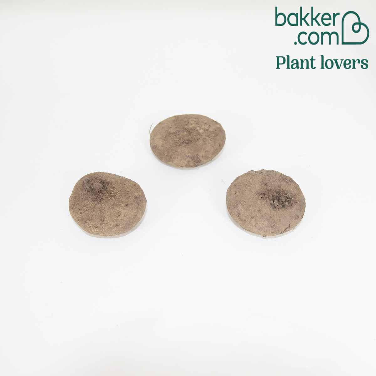 Bakker - 3 Cyclamens de Naples rose - Cyclamen hederifolium