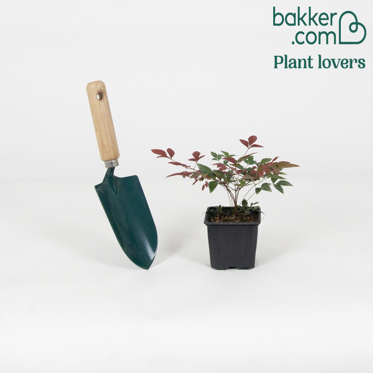 Bakker - Bambou sacré 'Obsessed' - Nandina domestica obsessed'® - Arbustes