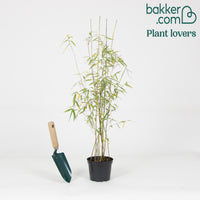 Bakker - Bambou 'Jiuzhaigou' non-traçant - Fargesia robusta 'jiuzhaigou' - Bambou