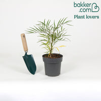 Bakker - Mahonia eurybracteata 'soft caress'