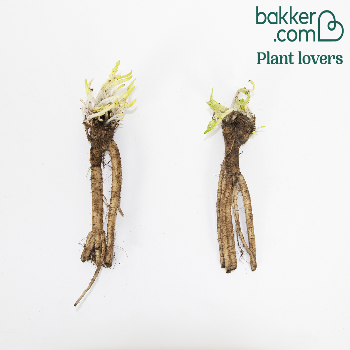 Bakker - 2 Pavots d'Orient Pink Perfection - Papaver orientale 'pink perfection' - Plantes vivaces