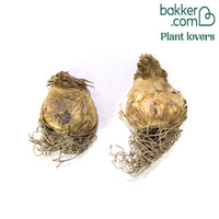 Ornithogale Saundersiae