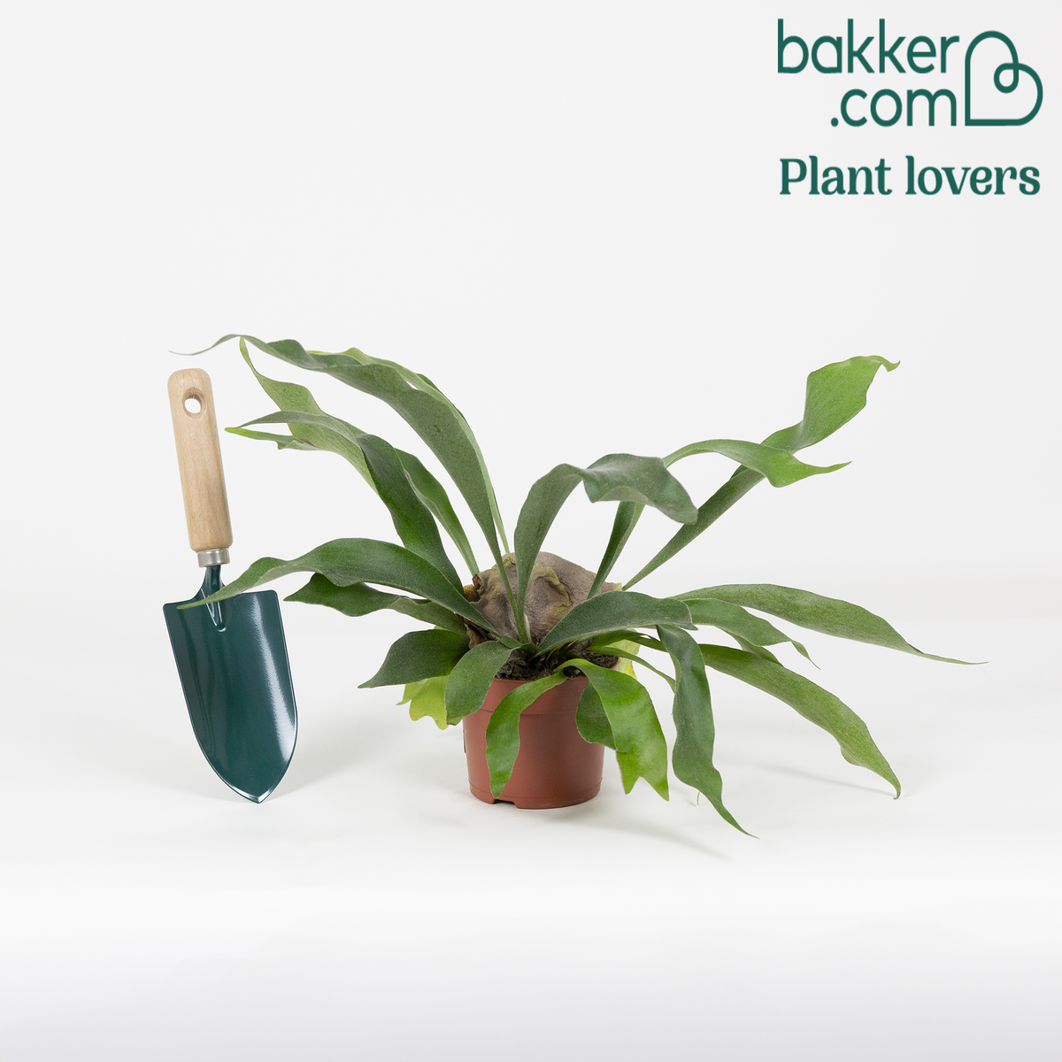 Bakker - Fougère Corne de Cerf - Platycerium bifurcatum - Les tendances actuelles