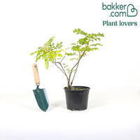 2 Rosiers rugueux rose foncé (pot)