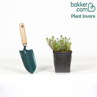 Myriophyllum 'Red Stem'