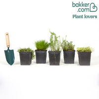 5 plantes de bassin oxygénantes en mélange