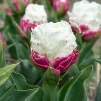 Tulipe double Ice Cream - 3