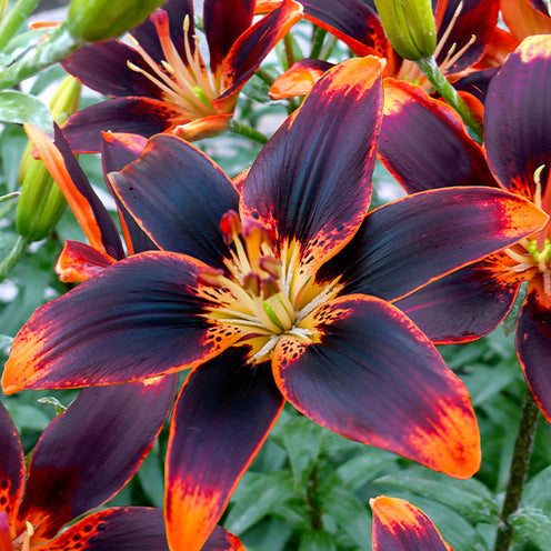 5 Lis asiatique Forever Susan - Bakker