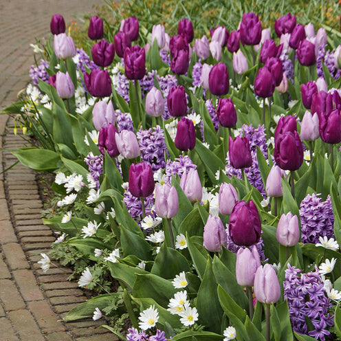 25 Bulbes de fleurs Royal Purple en mélange - Bakker