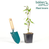 Bambou à cannes Rouges non-traçant