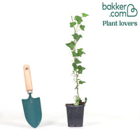 Lierre grimpant - Lierre commun