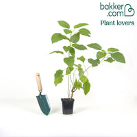 Hortensia 'Annabelle'