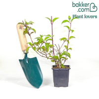 Hortensia paniculé 'Vanille Fraise'