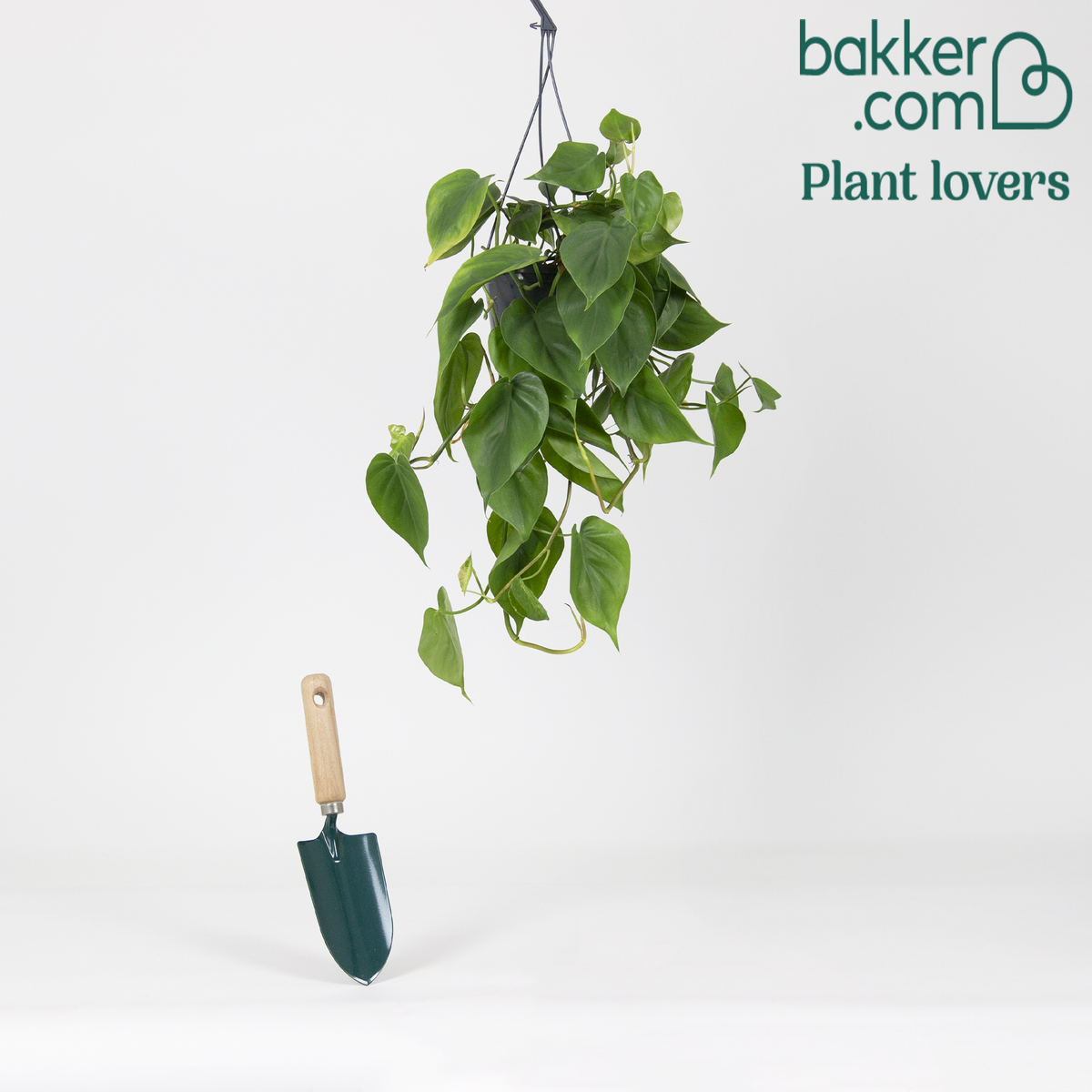 Philodendron-velours