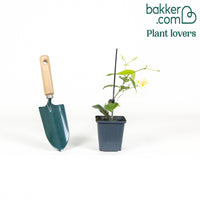 Jasmin étoilé 'Star of Toscane'