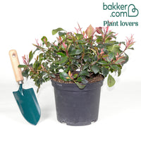 Photinia fraseri Little Fenna