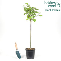 Hibiscus de jardin sur tige