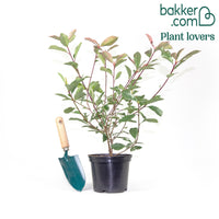 Photinia fraseri Louise