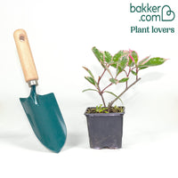 Photinia fraseri Louise