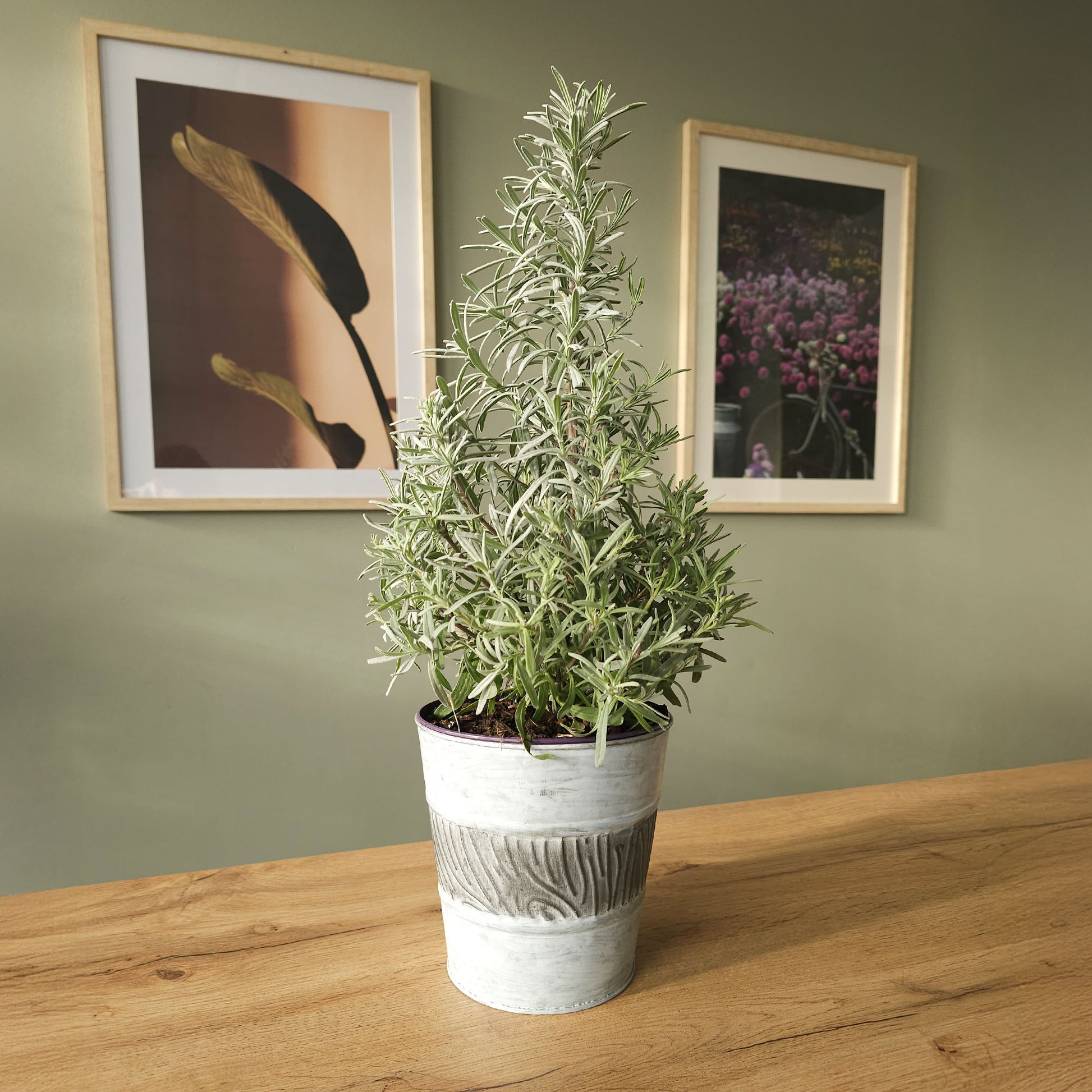 Petites plantes d'intérieur - Lavande de Noël - Lavandula angustifolia Christmas Tree