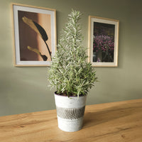 Petites plantes d'intérieur - Lavande de Noël - Lavandula angustifolia Christmas Tree