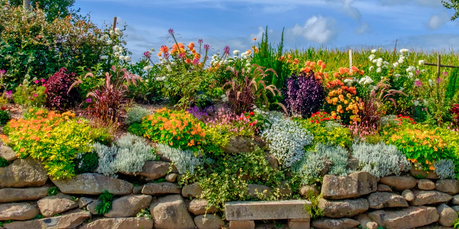 Des promos jusqu'à -50% de remise sur une grande sélection de plantes !
