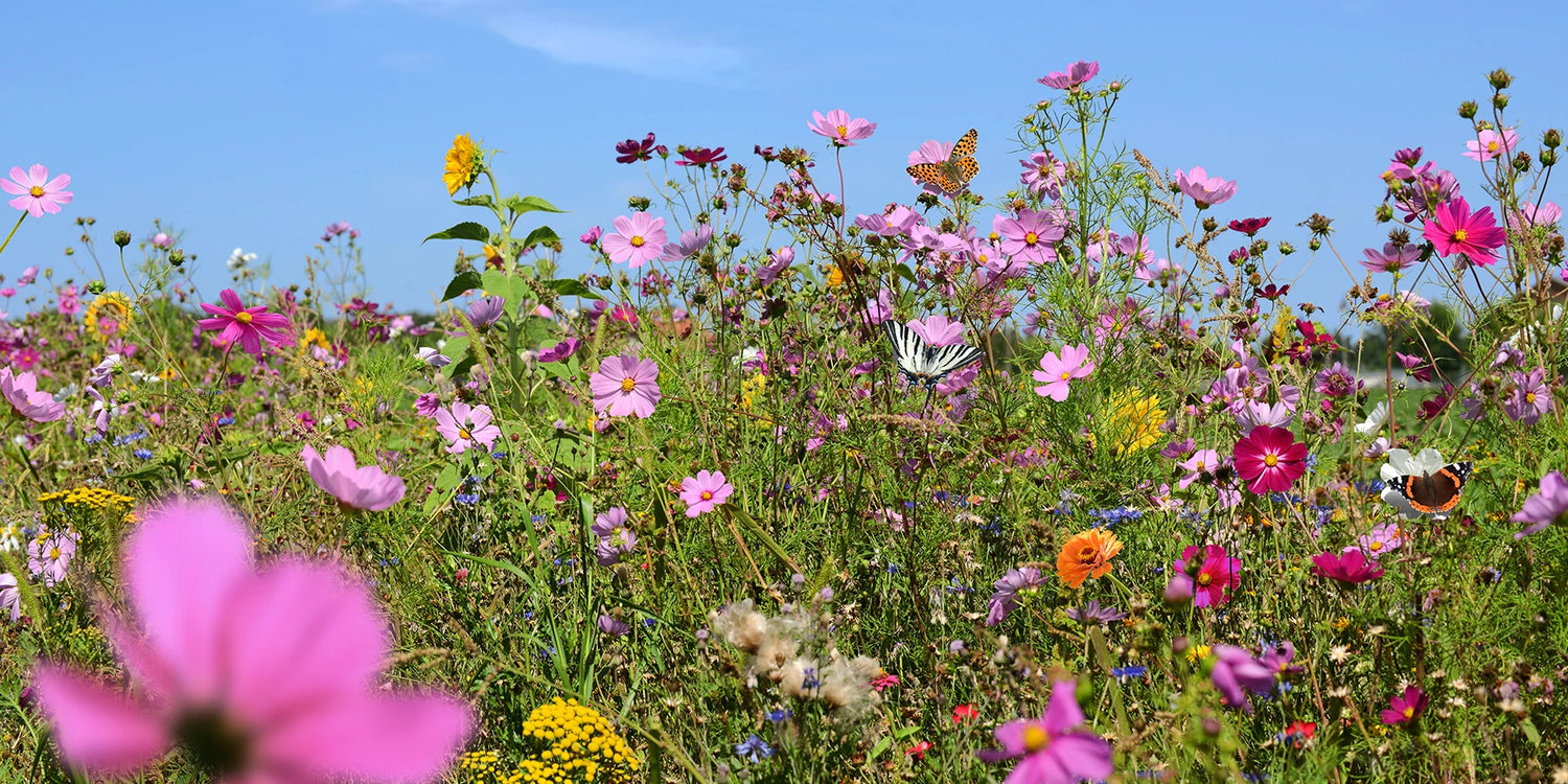 Un jardin plein de vie jusqu’à -30% !