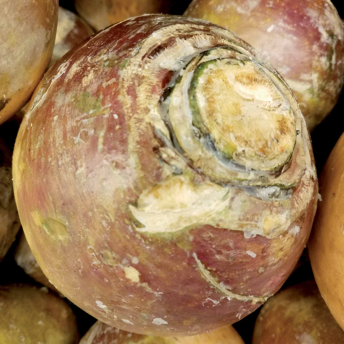 Brassica napus champion - Chou rutabaga Champion jaune à collet rouge - Graines de choux