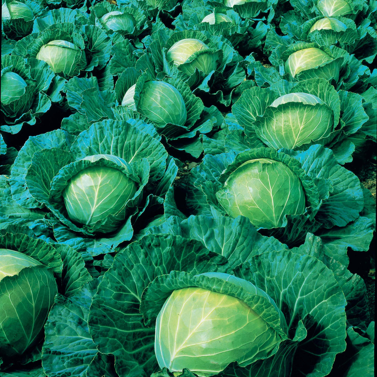 Brassica oleracea capitata vestri f1 - Chou cabus Vestri F1 - Graines de choux
