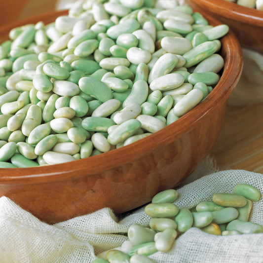 Haricot nain à écosser Verdelys - Bakker