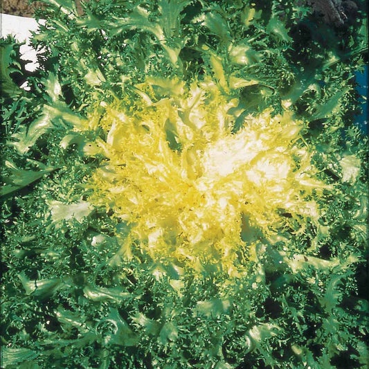 Chicorée frisée Grosse pommant seule - Bakker