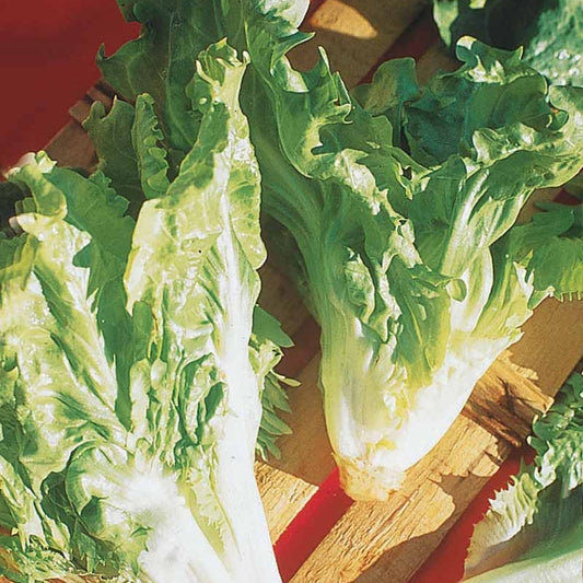 Chicorée scarole Cornet d'Anjou - Bakker