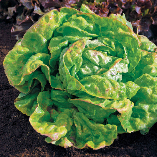 Laitue pommée Reine de Mai Bio - Bakker