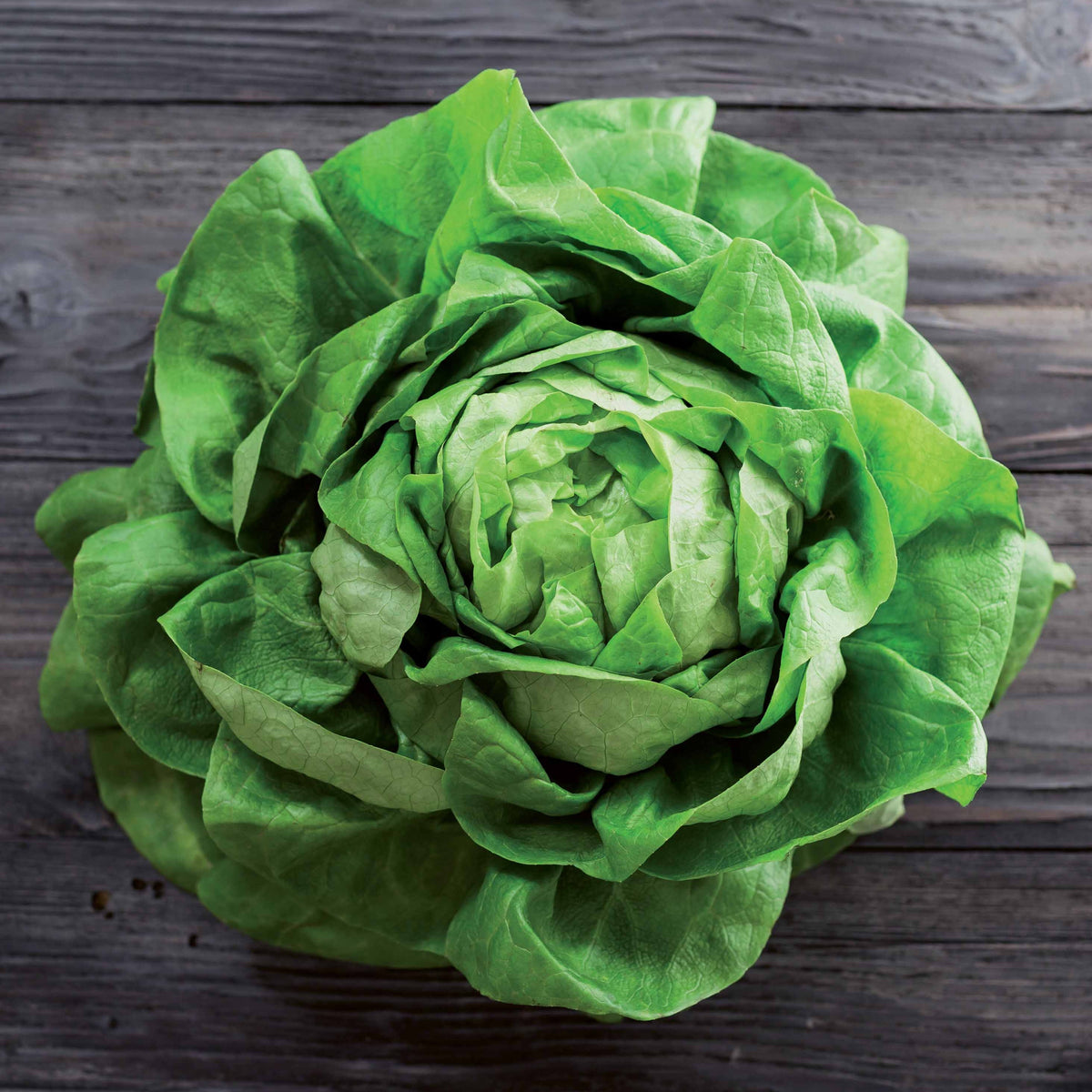 Laitue pommée Rigoletto (2 g) - Lactuca sativa rigoletto - Bakker