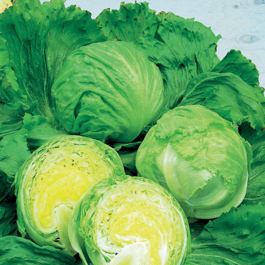 Laitue batavia Barcelona - Bakker