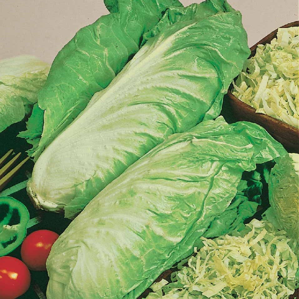 Chicorée sauvage Améliorée pain de sucre Bio - Bakker