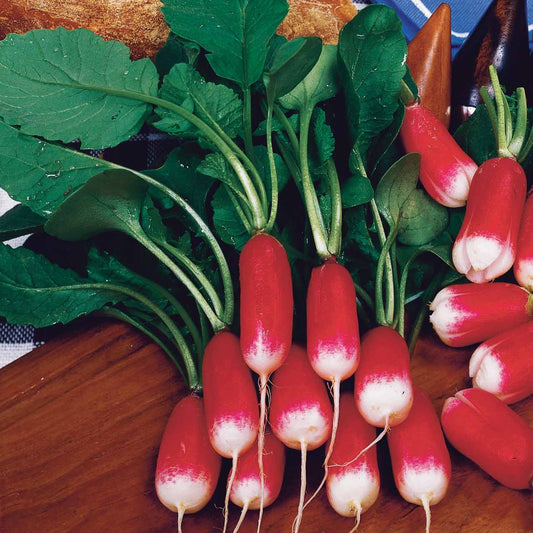 Radis Bamba - Bakker