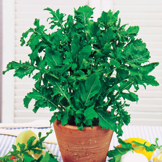 Roquette cultivée - Bakker