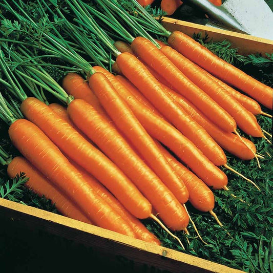 Carotte d'Amsterdam race Amfine - Bakker