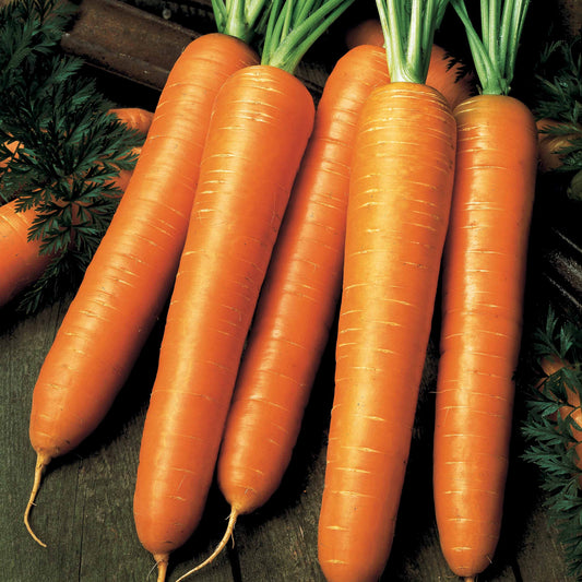 Carotte Flyaway F1 - Bakker