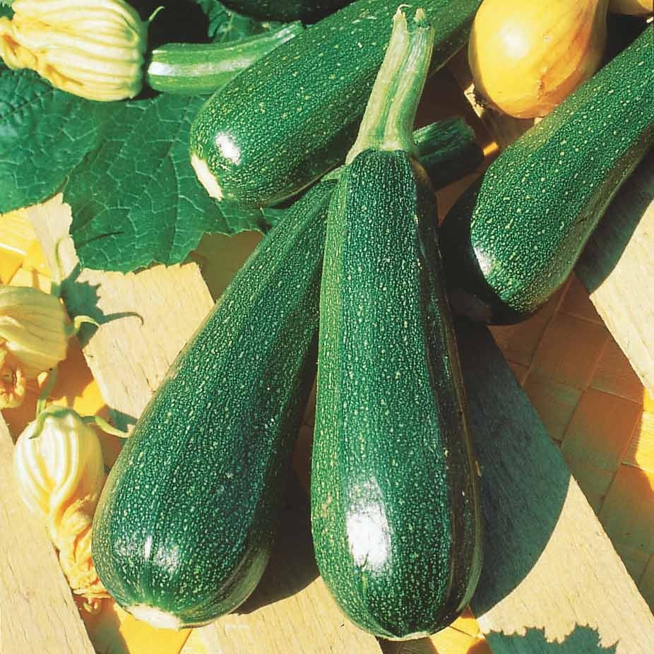 Graines de courgettes - Courgette verte non coureuse des maraîchers Bio - Cucurbita pepo verte non coureuse des maraîchers