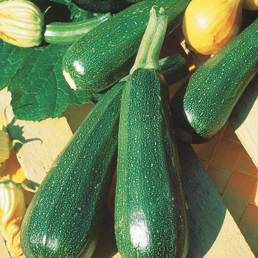 Courgette Verte non coureuse des maraîchers - Cucurbita pepo  verte non coureuse des maraîchers - Bakker