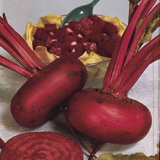 Betterave noire d'Egypte Bio - Bakker