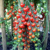 Tomate cerise Sweet baby - Bakker.com | France