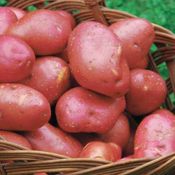 10 Pommes de terre Rouge des Flandres - Bakker