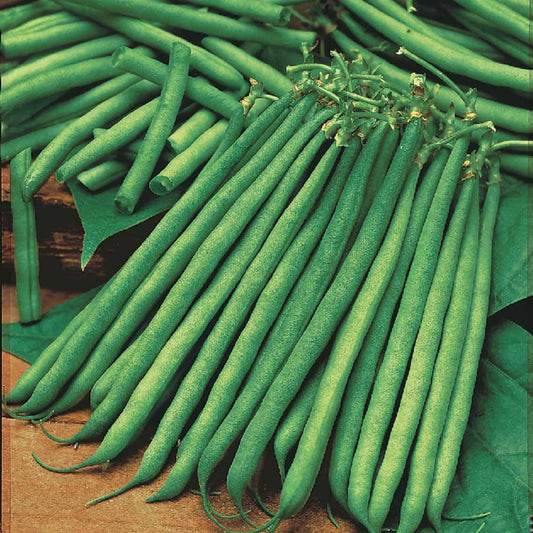 Haricot nain fin Niki - Bakker